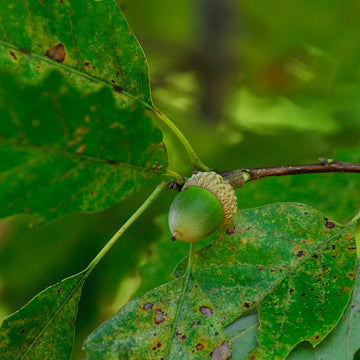 Image of chinkapin acorns in a tree.